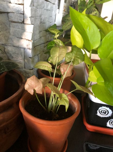 A0DC6549-5F40-4B97-83AE-F64CAFE176BB - Colectia pothos syngonium philodendron