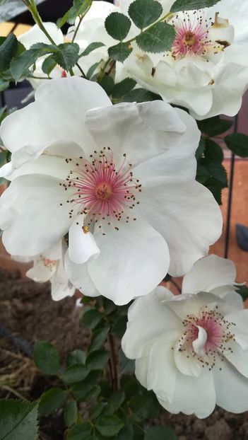  - Jacqueline de Pre s