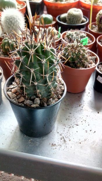 E. flendleri SB350 - Echinocereus