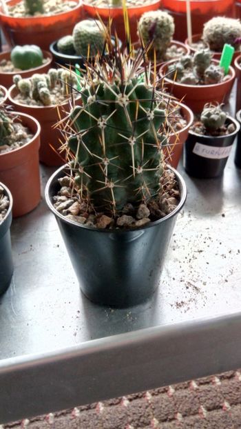 E. flendleri SB350 - Echinocereus