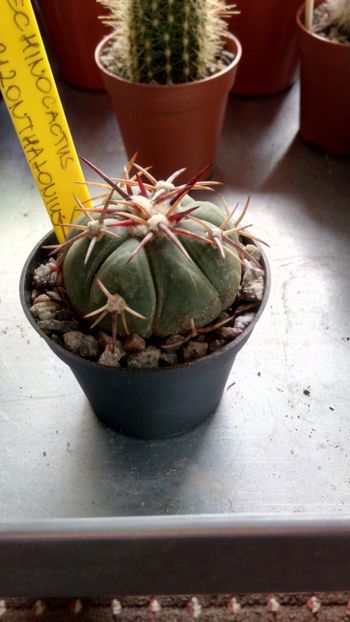 E. horizontalonius - Echinocactus