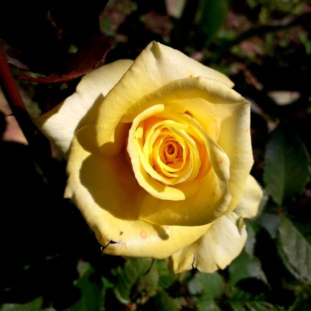  - TRANDAFIRI_2019_2020_2024