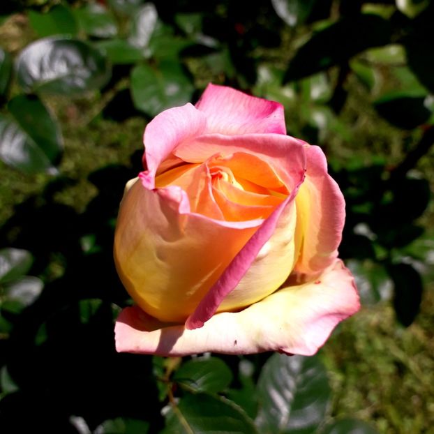  - TRANDAFIRI_2019_2020_2024