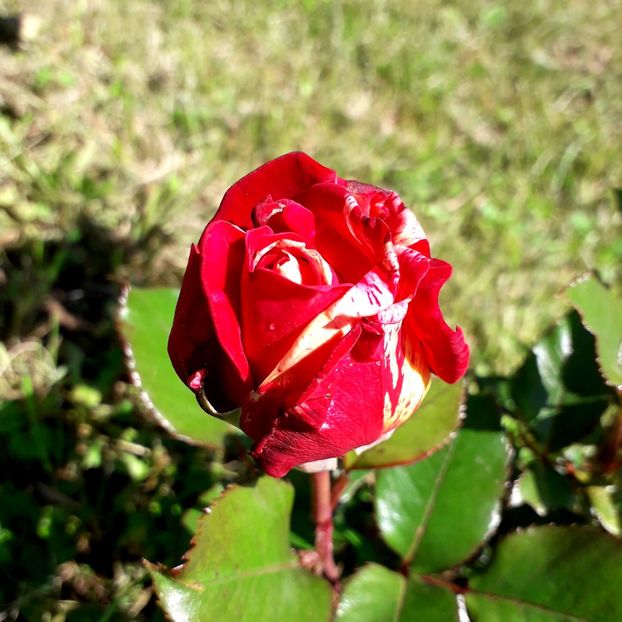  - TRANDAFIRI_2019_2020_2024