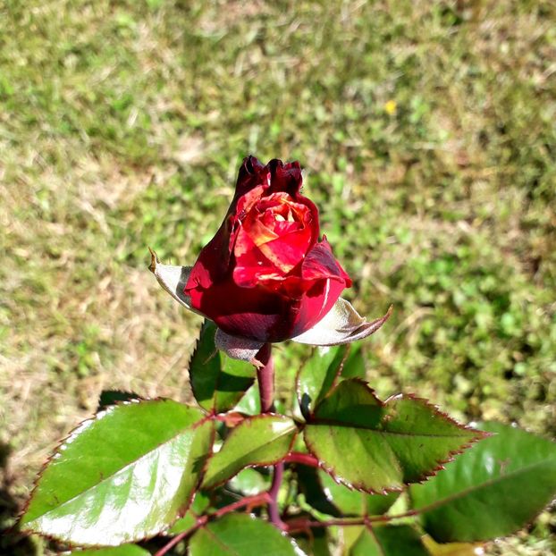  - TRANDAFIRI_2019_2020_2024