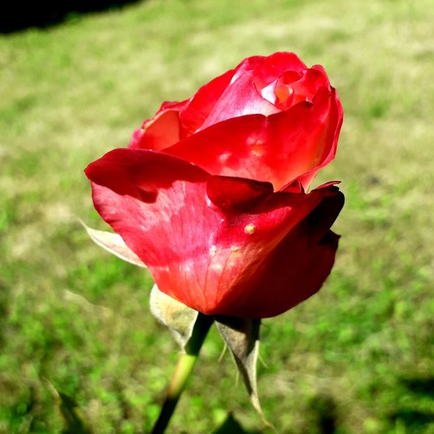  - TRANDAFIRI_2019_2020_2024