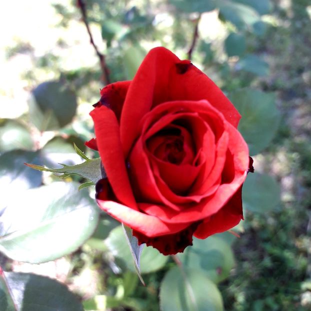  - TRANDAFIRI_2019_2020_2024