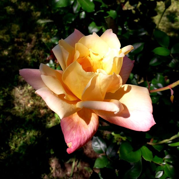  - TRANDAFIRI_2019_2020_2024