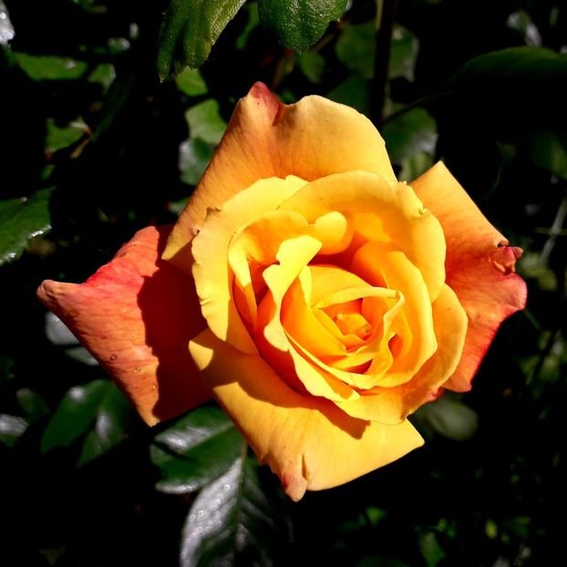  - TRANDAFIRI_2019_2020_2024