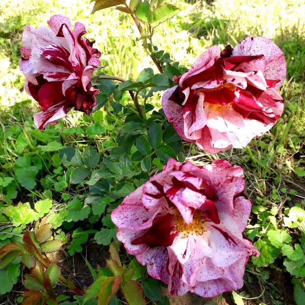  - TRANDAFIRI_2019_2020_2024