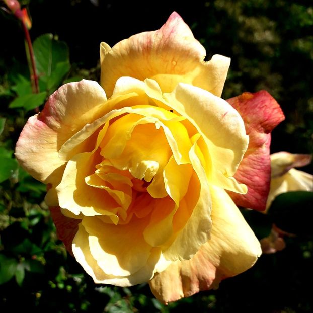  - TRANDAFIRI_2019_2020_2024