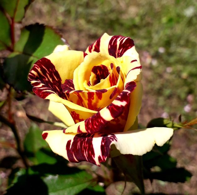  - TRANDAFIRI_2019_2020_2024