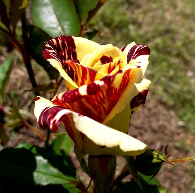  - TRANDAFIRI_2019_2020_2024