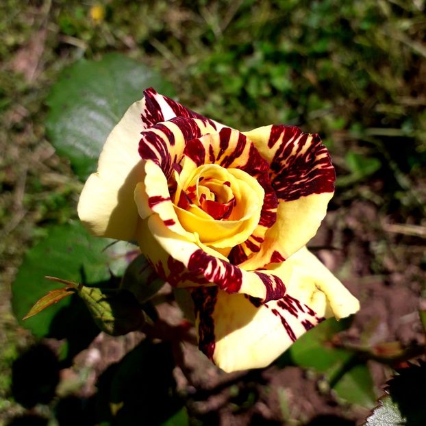  - TRANDAFIRI_2019_2020_2024