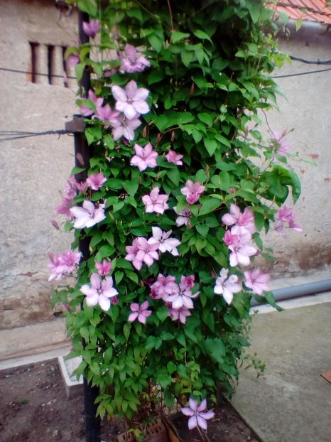 04 06 2020 - Margaret Hunt