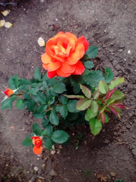 04 06 2020 - Super Trouper