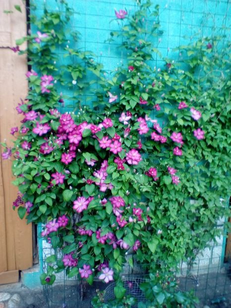 04 06 2020 - Ville de Lyon