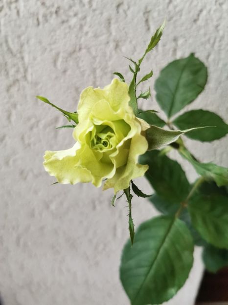 Mulțumesc dragă prietenă❤️❤️❤️ - 1 Sylvia