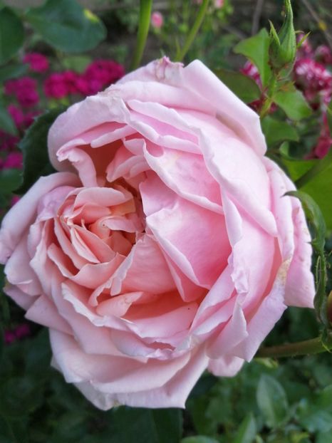  - Trandafiri 2020_2022 2023