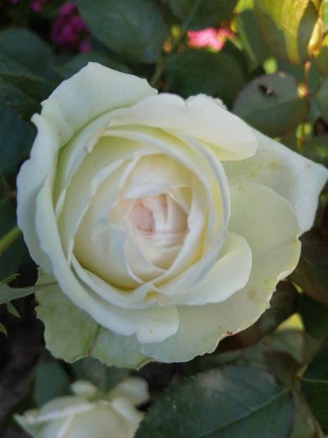  - Trandafiri 2020_2022 2023