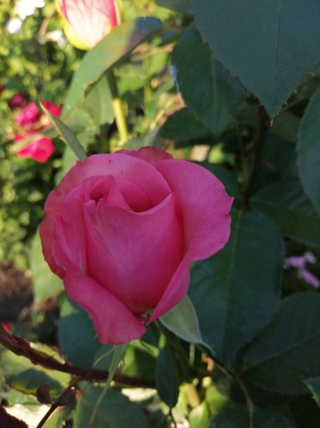  - Trandafiri 2020_2022 2023