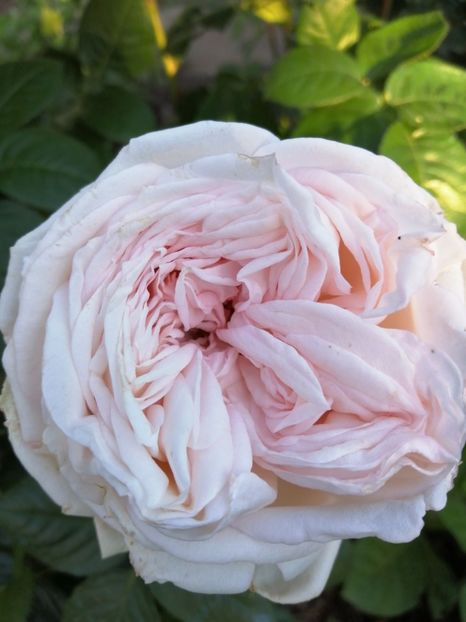  - Trandafiri 2020_2022 2023