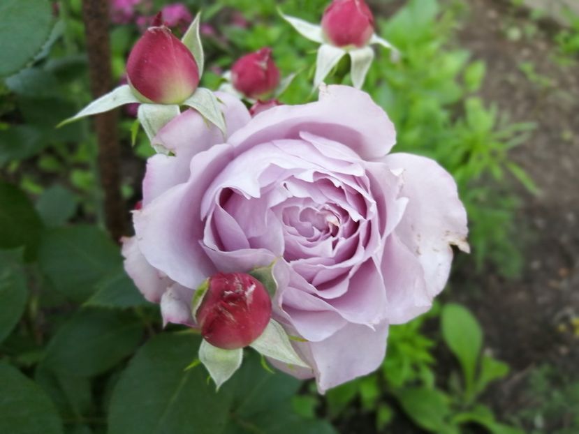  - Trandafiri 2020_2022 2023