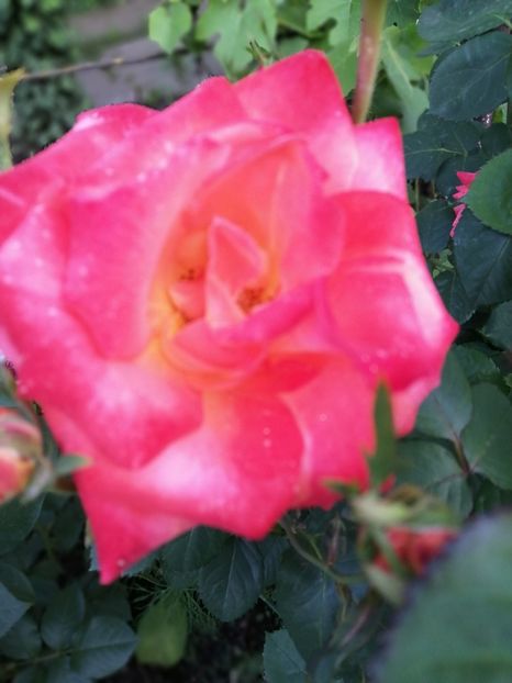  - Trandafiri 2020_2022 2023