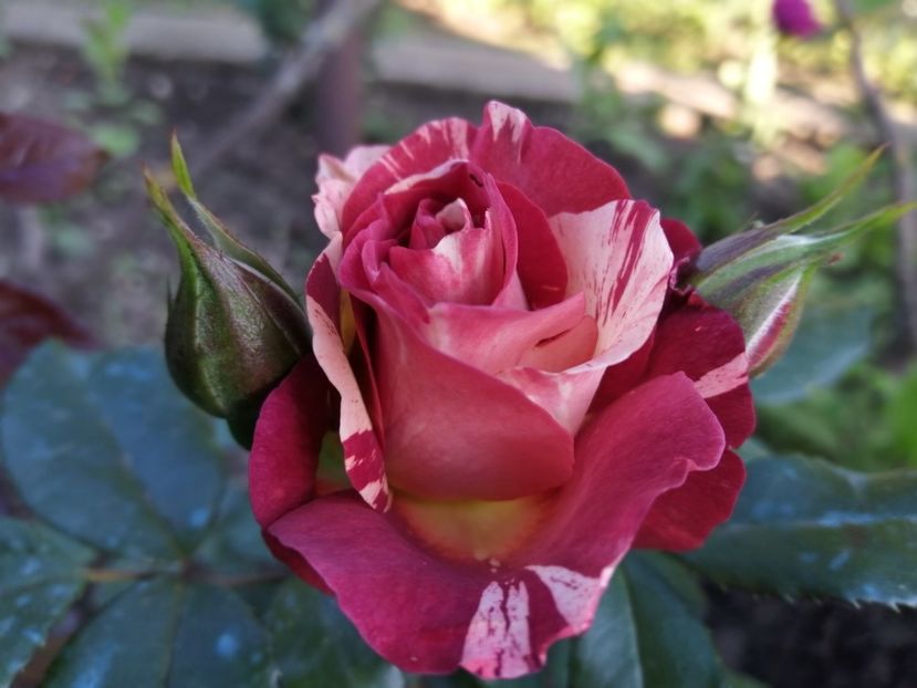  - Trandafiri 2020_2022 2023