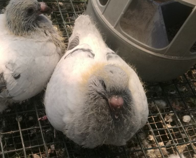 PL/20-JRS 16 - g- MLODE-2020 - Youth