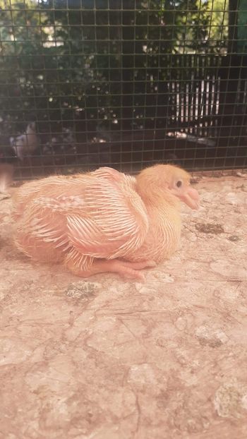 AGH - Tineret AGH 2020