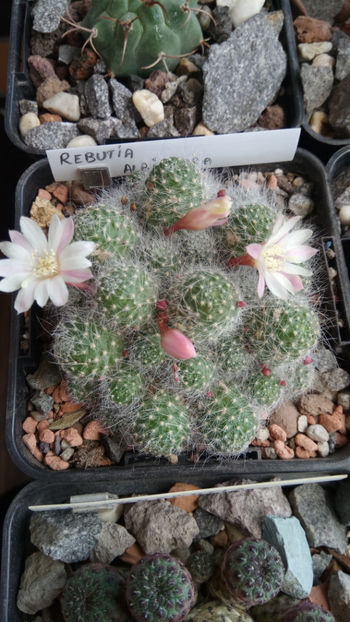 04.06.2020 - Rebutia albiflora