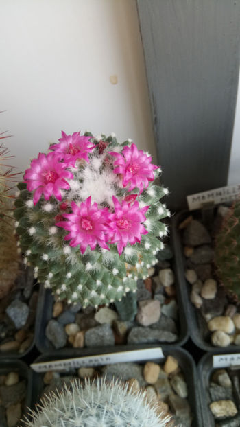 04.06.2020 - Mammillaria polythele ssp inermis