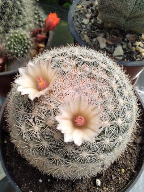 Mamillaria candida - Cactusi și suculente