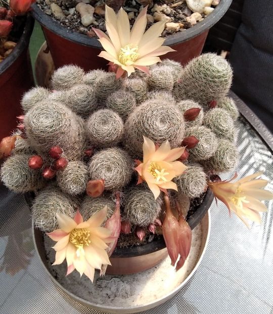 Aylostera(rebutia) heliosa - Cactusi și suculente