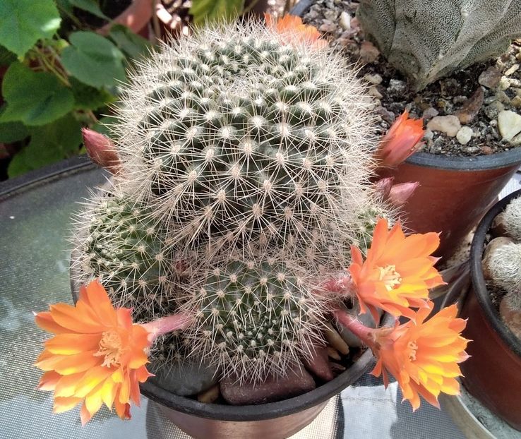 Rebutia flavistyla - Cactusi și suculente