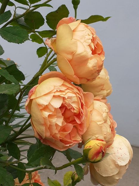  - Lady of Shallot