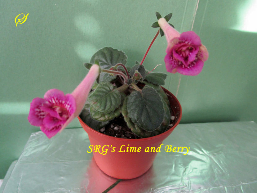 SRG s Lime and Berry(5-06-2020)1 - Sinningii 2020