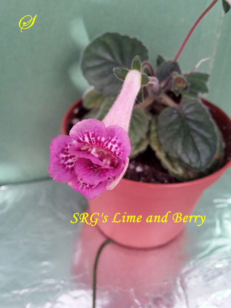 SRG s Lime and Berry(5-06-2020) - Sinningii 2020