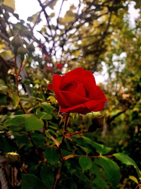  - Trandafiri 2015-prezent