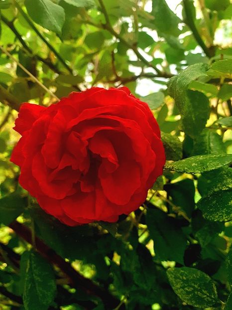  - Trandafiri 2015-prezent