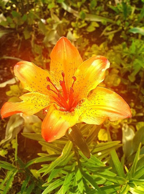  - Crini de gradina 2015- prezent