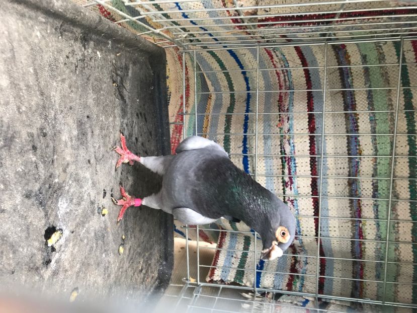 9A0E6AE6-DE6C-4E02-BEFF-44D120BA6B85 - voiajori stil vechi