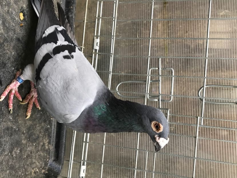 53C98003-3E0D-4D40-93B2-FADA65AEB2B7 - voiajori stil vechi