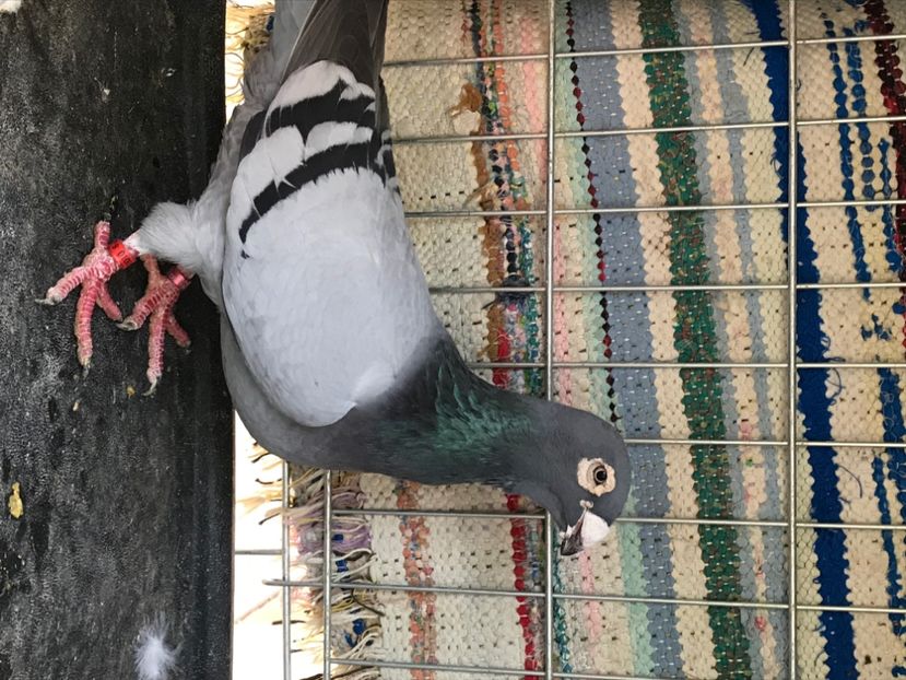 465B8F6C-6BB3-4D09-9DE8-68B94D5FAFF5 - voiajori stil vechi