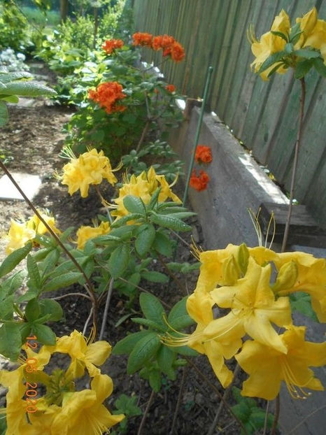  - 1Azalee-rhododendroni-heleborusi-hortensii-hoste 2020