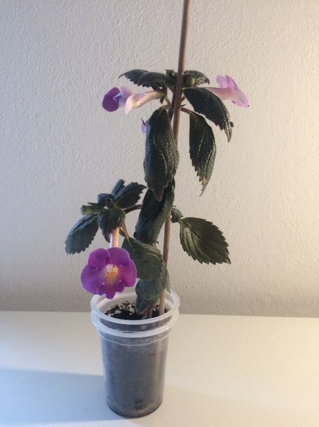 5.06.2020-Oala nr.1 - BriDs Gabriela