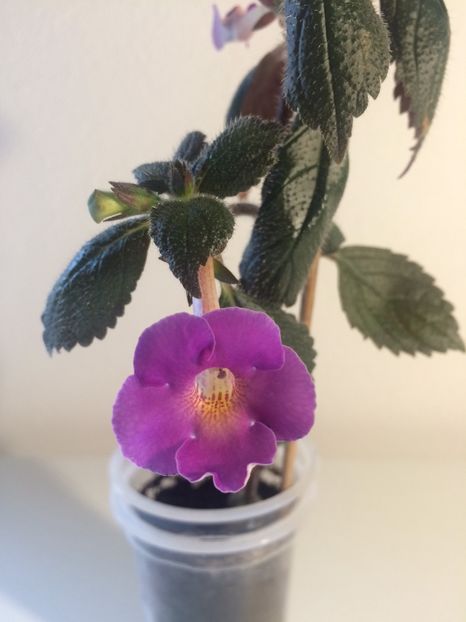 5.06.2020- BriD’s Gabriela - Achimenes 2020