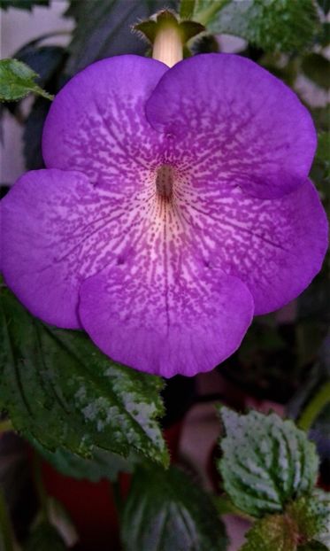 20200605_115734m - achimenes iem1985 6 5 2020