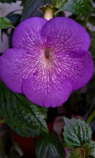 20200605_115737silv - achimenes iem1985 6 5 2020